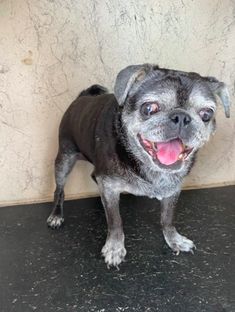 Female dog that was rescued by a mail carrier in Florida on Saturday Female dog that was rescued by a mail carrier in Florida on Saturday