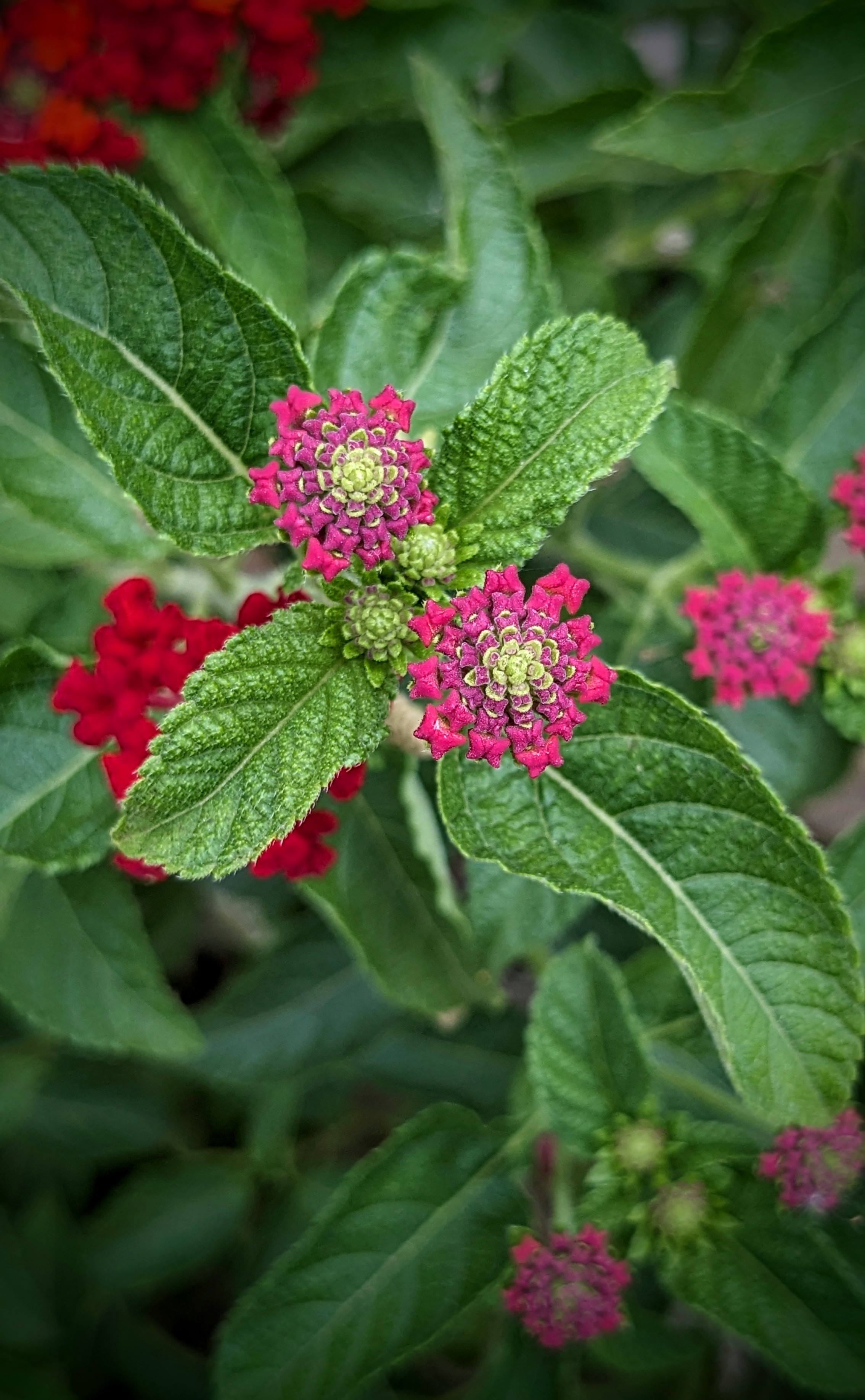Flowers Flowers
