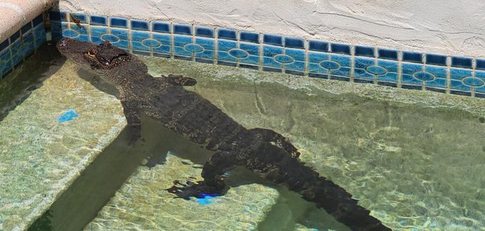 An alligator swimming in a pool in Pinellas County Florida