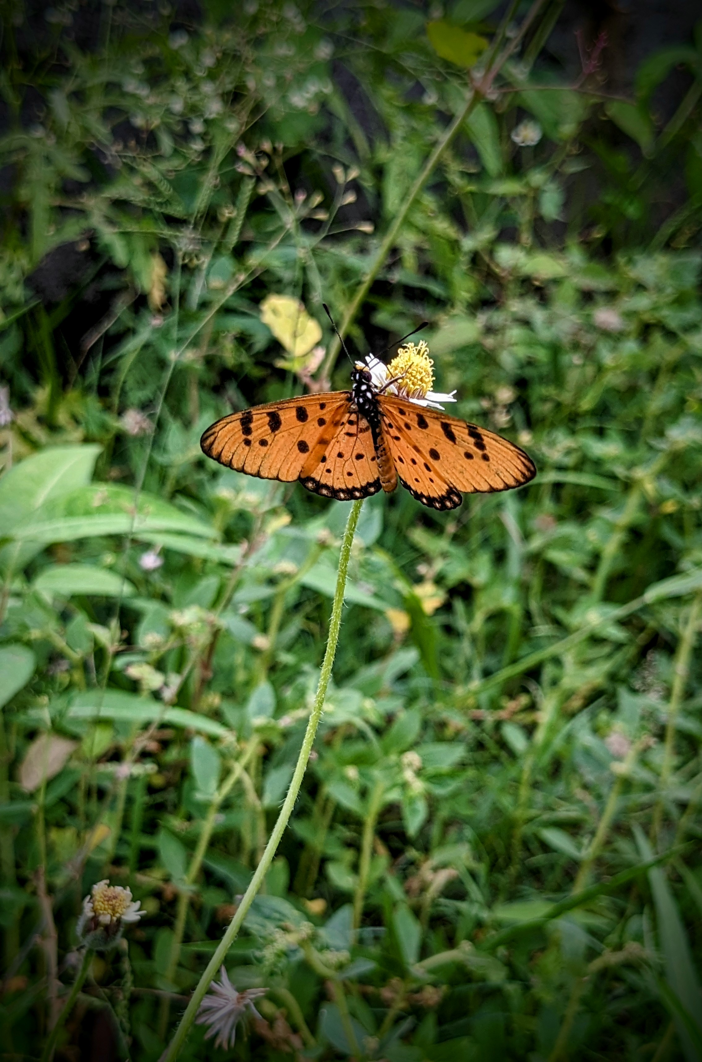 Butterfly Butterfly