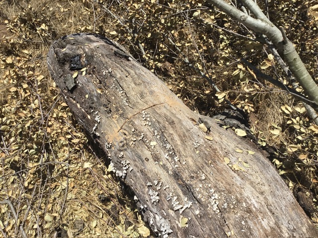 Log after 30 minutes of hand sawing