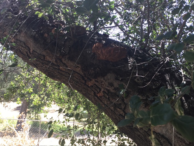 Diseased live oak tree?