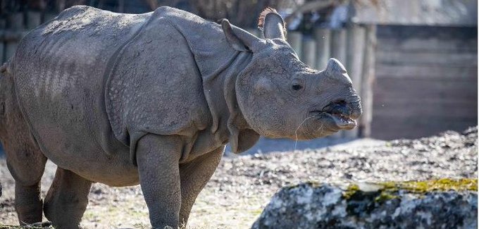 A male rhino named Mohan in a zoo in Buffalo New York.