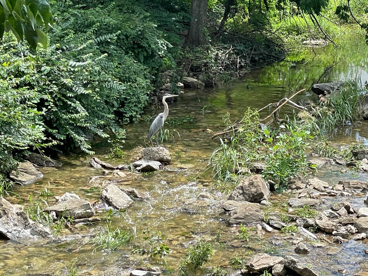 A blue heron behind Oxmoor Mall.  Photo taken by and the property of FourWalls.