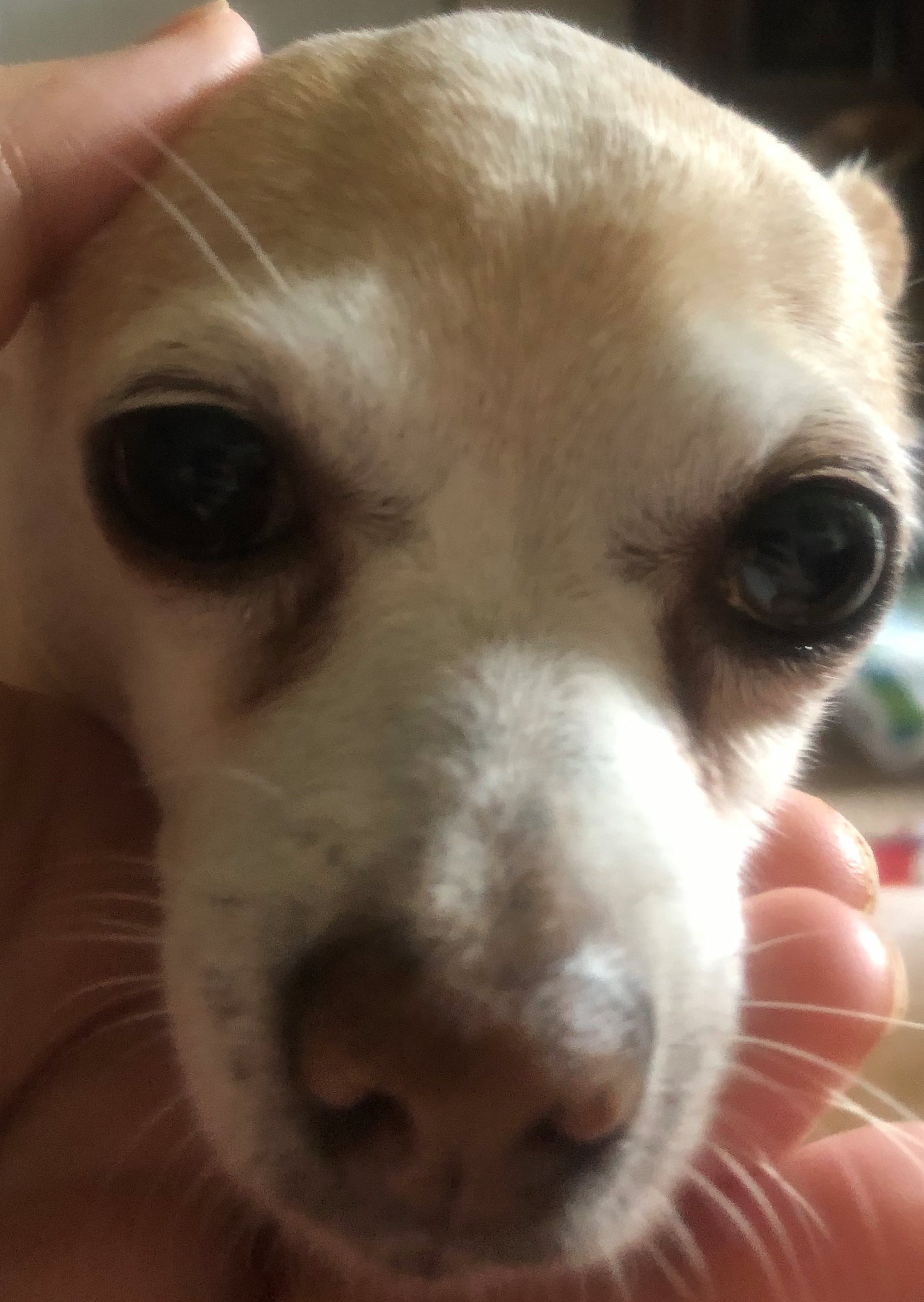 Sadie Sadie