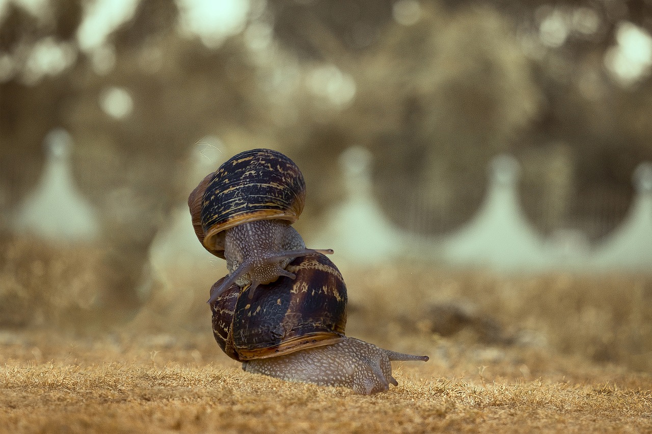 The picture is of one snail getting a ride on another snail