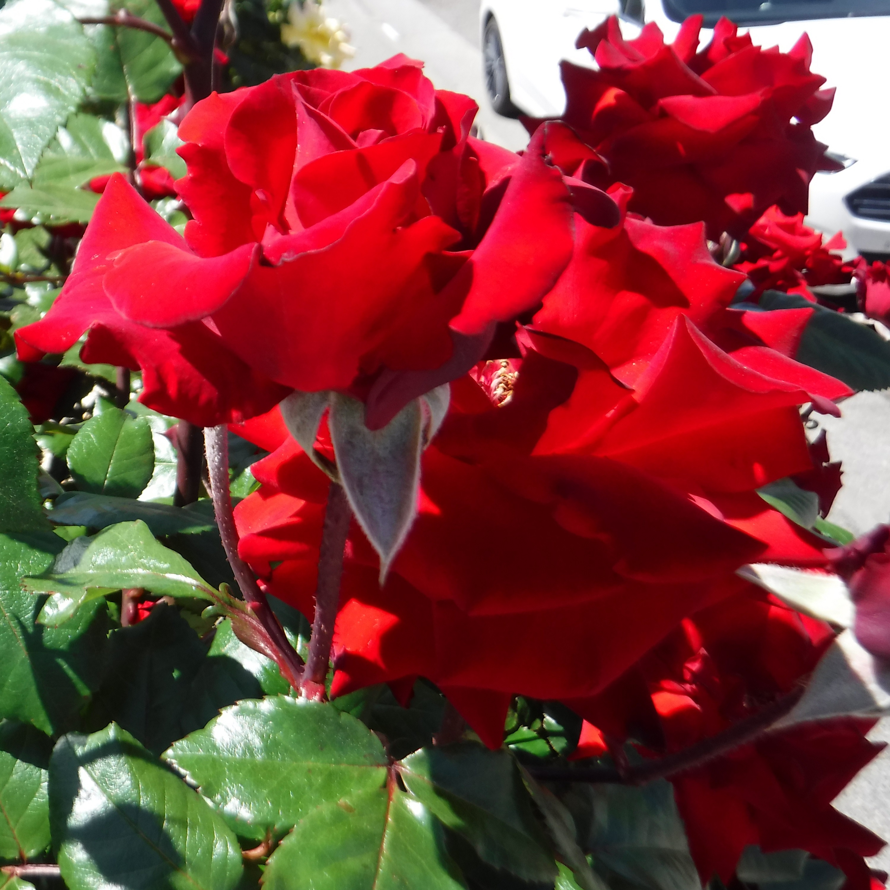Photo taken by me 5/2019 Photo taken by me 5/2019