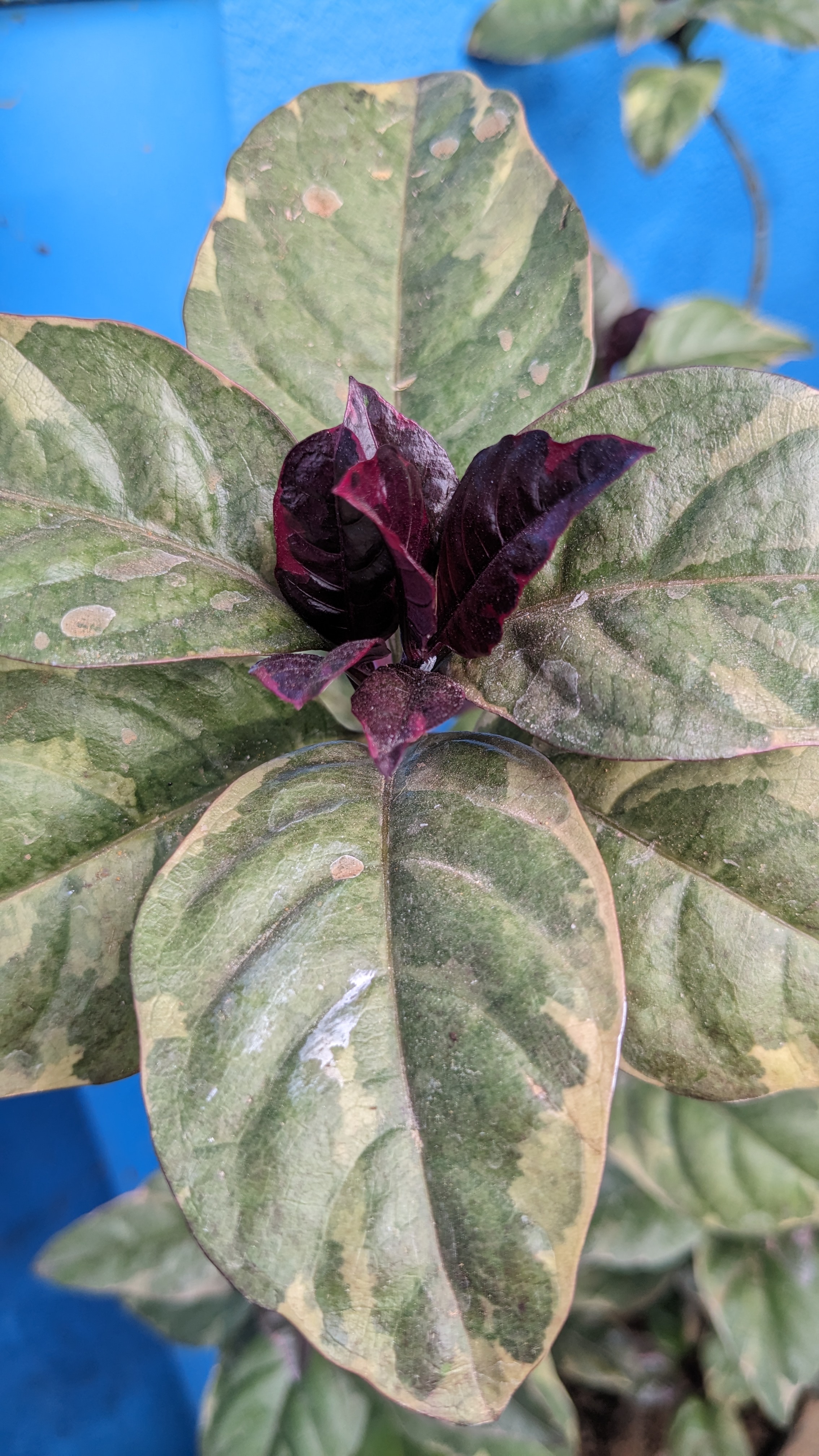 Red plant Red plant