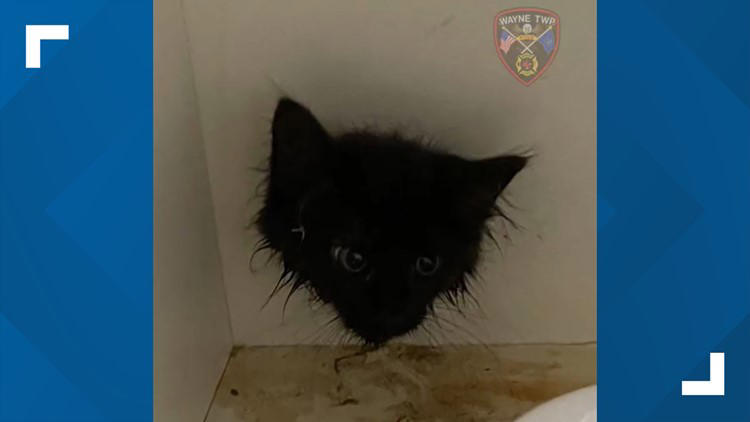 Image of a kitten getting in trouble in a cabinet in Indiana