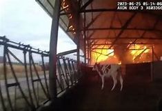 Wisconsin police officer using a body cam as he rescued 3 cow in a barn fire Wisconsin police officer using a body cam as he rescued 3 cow in a barn fire