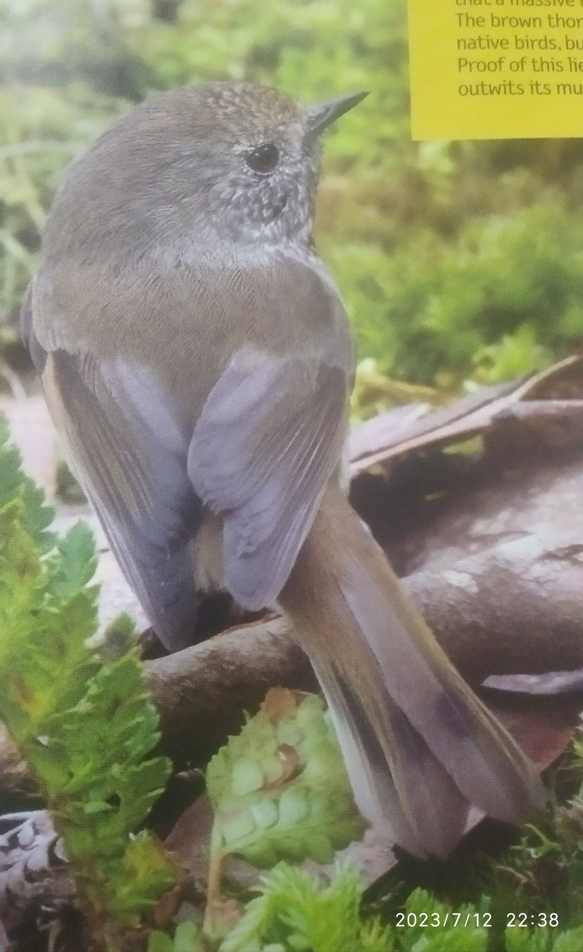 Brown Thornbill Brown Thornbill