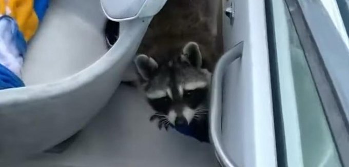 Image of raccoon aboard a boat in Vermont. Image of raccoon aboard a boat in Vermont.