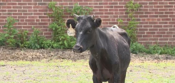 Image of a bull named Punch on the streets of Cleveland Ohio.