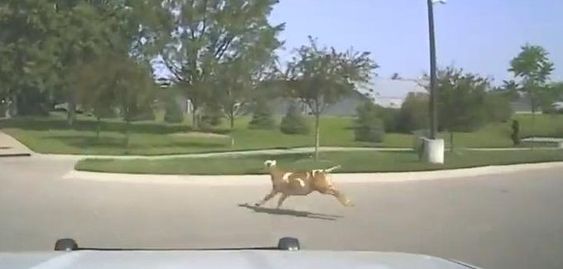 A loose goat running in Lincoln Nebraska A loose goat running in Lincoln Nebraska
