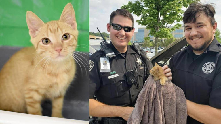 Kitten Trucker and his rescue team members. Kitten Trucker and his rescue team members.