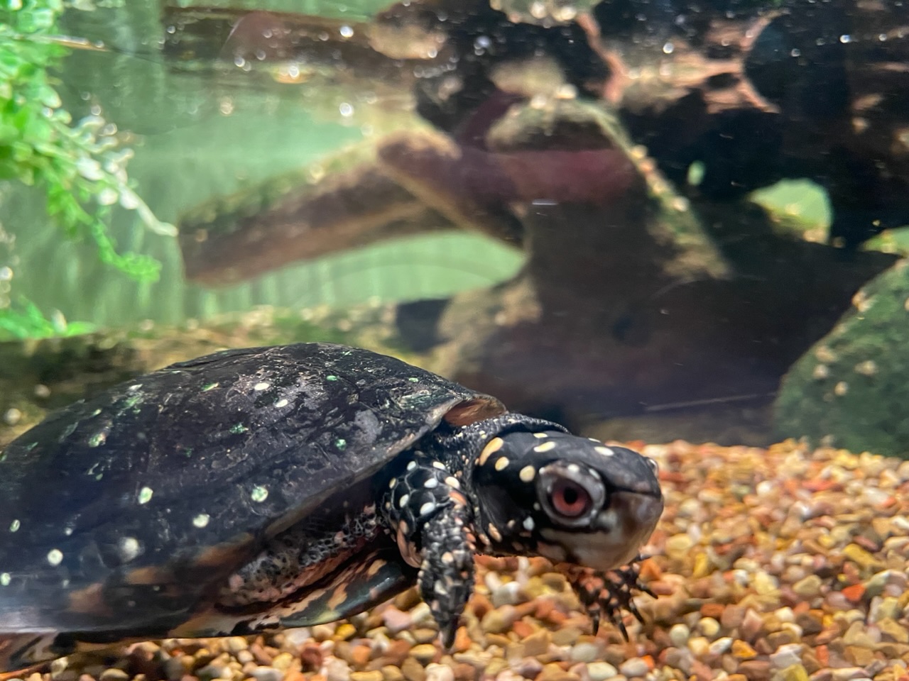 Turtle at the Louisville Zoo. Photo taken by and the property of FourWalls. Turtle at the Louisville Zoo. Photo taken by and the property of FourWalls.