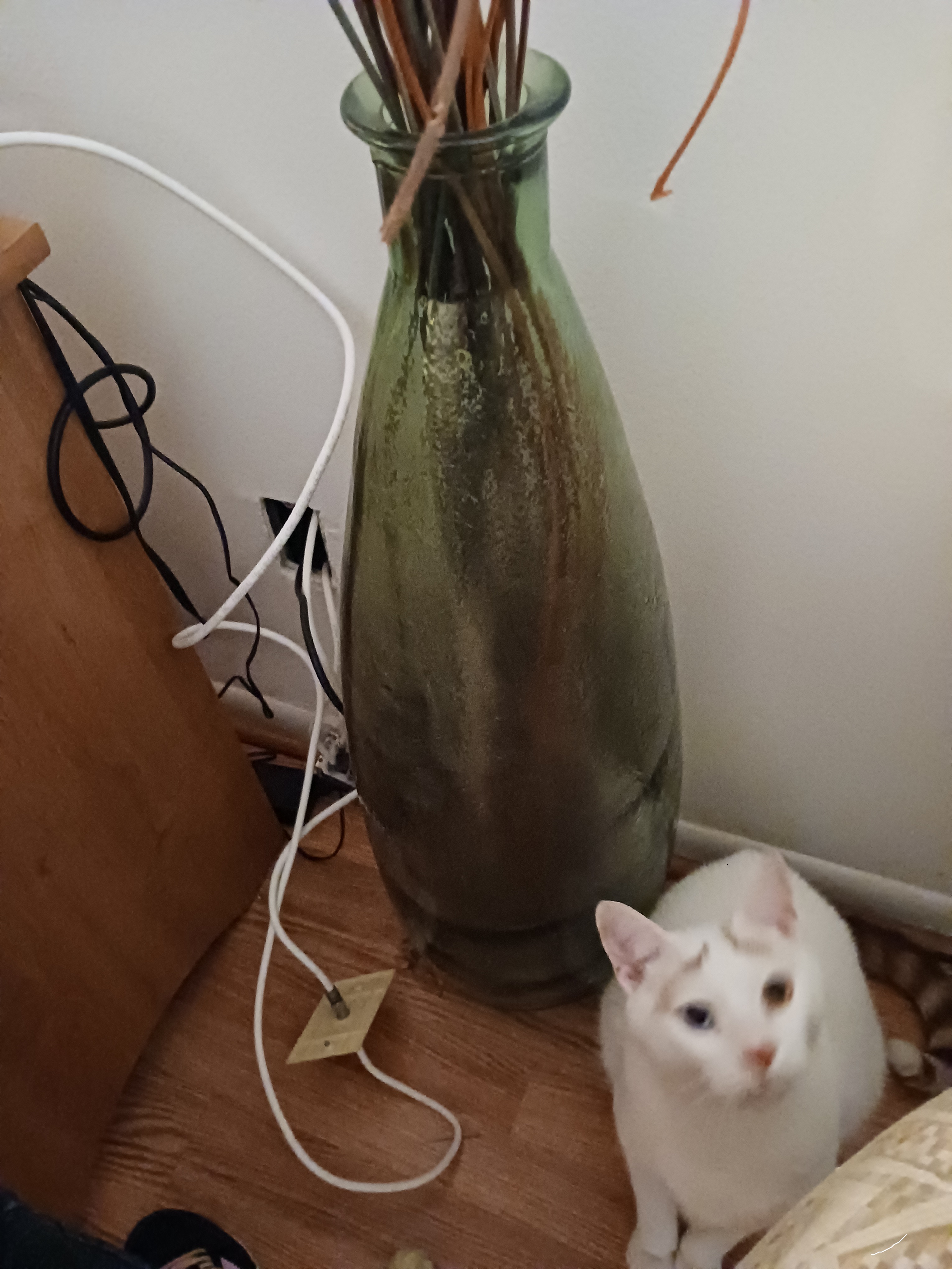 Bowie and the tree. Bowie and the tree.