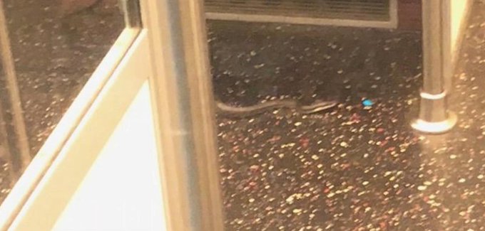Image of a snake aboard a commuter train in Washington D C Image of a snake aboard a commuter train in Washington D C