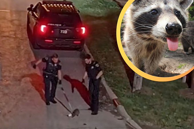 Police officers in Painesville Ohio free a raccoon from a jar stuck inside of his head. Police officers in Painesville Ohio free a raccoon from a jar stuck inside of his head.