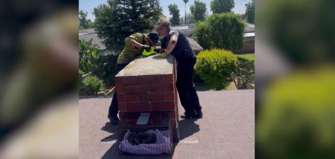 Firefighters and animal control officer rescue raccoons in a chimney in California Firefighters and animal control officer rescue raccoons in a chimney in California