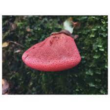 Fistulina antarctica
