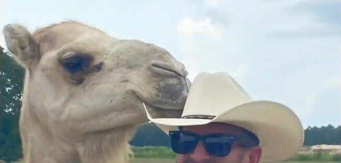 Image of a camel in Mississippi and a Forrest County deputy. Image of a camel in Mississippi and a Forrest County deputy.