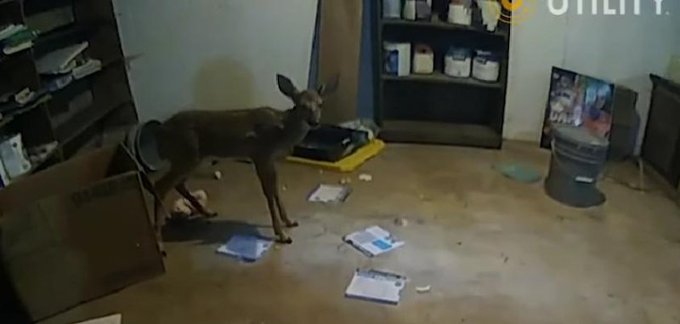 Bambi sighting inside of a home in Indianapolis last month