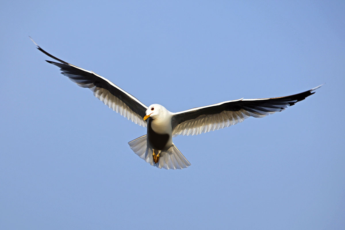 https://commons.wikimedia.org/wiki/File:Bird_in_flight_wings_spread.jpg