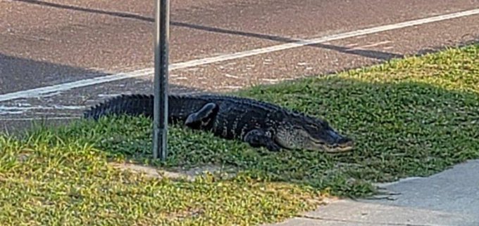Alligator sighting at a bus stop in Port Richey Florida. Alligator sighting at a bus stop in Port Richey Florida.