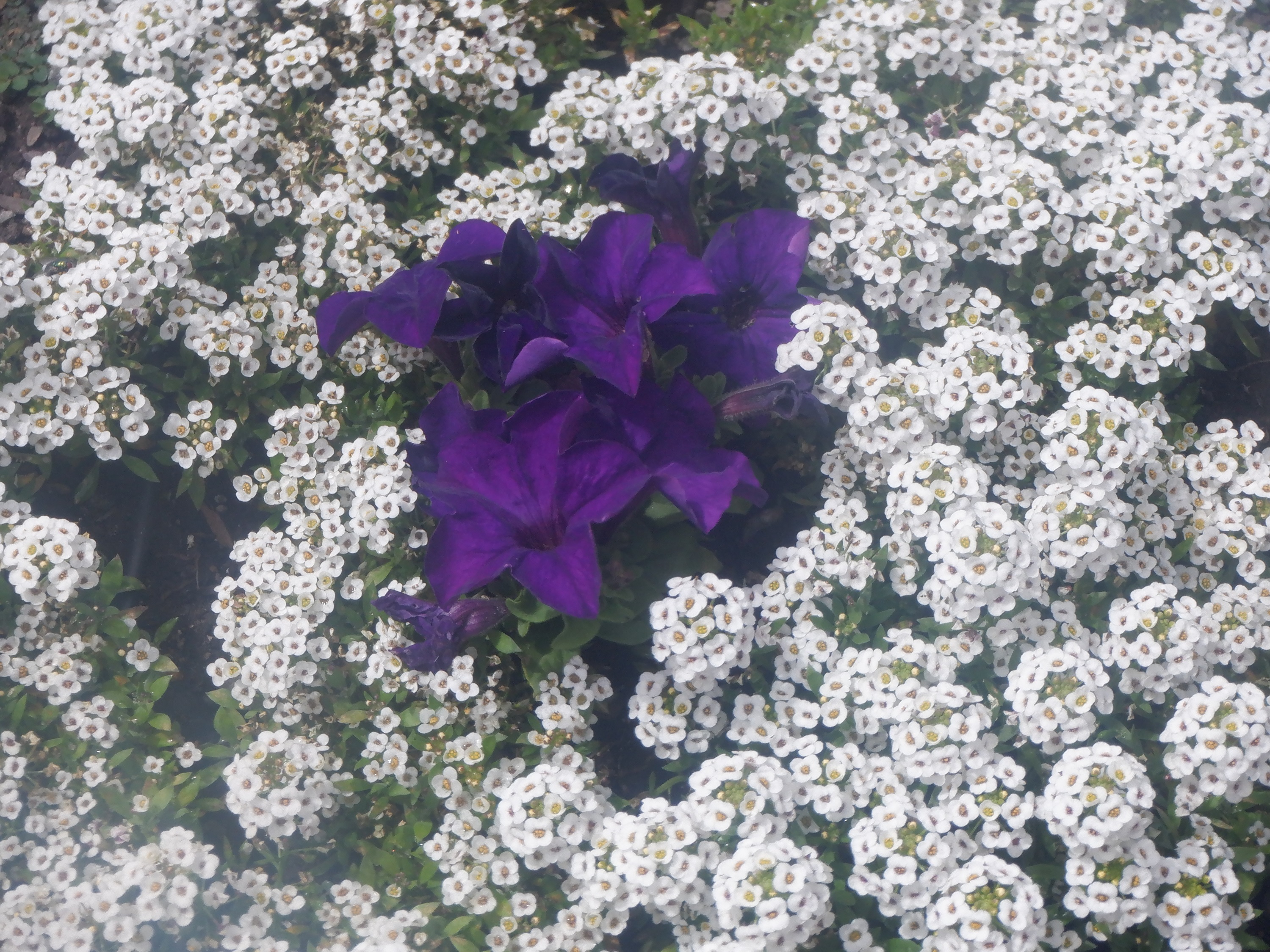 Photo of flowers I took in the church fountain Photo of flowers I took in the church fountain