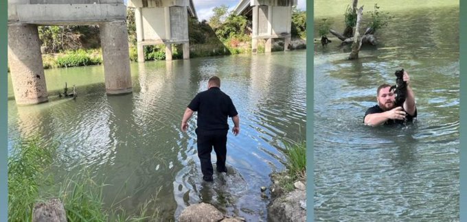 Seguin Animal Services Field Supervisor Brendon Moore rescues a kitten
