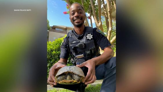 Davis Police Officer J. Davis with a turtle that he saved in the same city. 