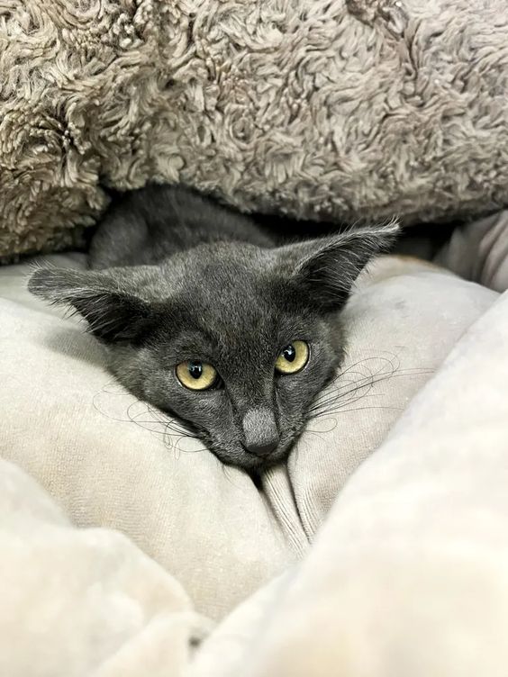 Kitten named Bosun that was rescued in a Washington state ferry.