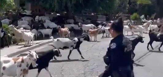 Police in Pinole California dealing with goats loose on the streets.