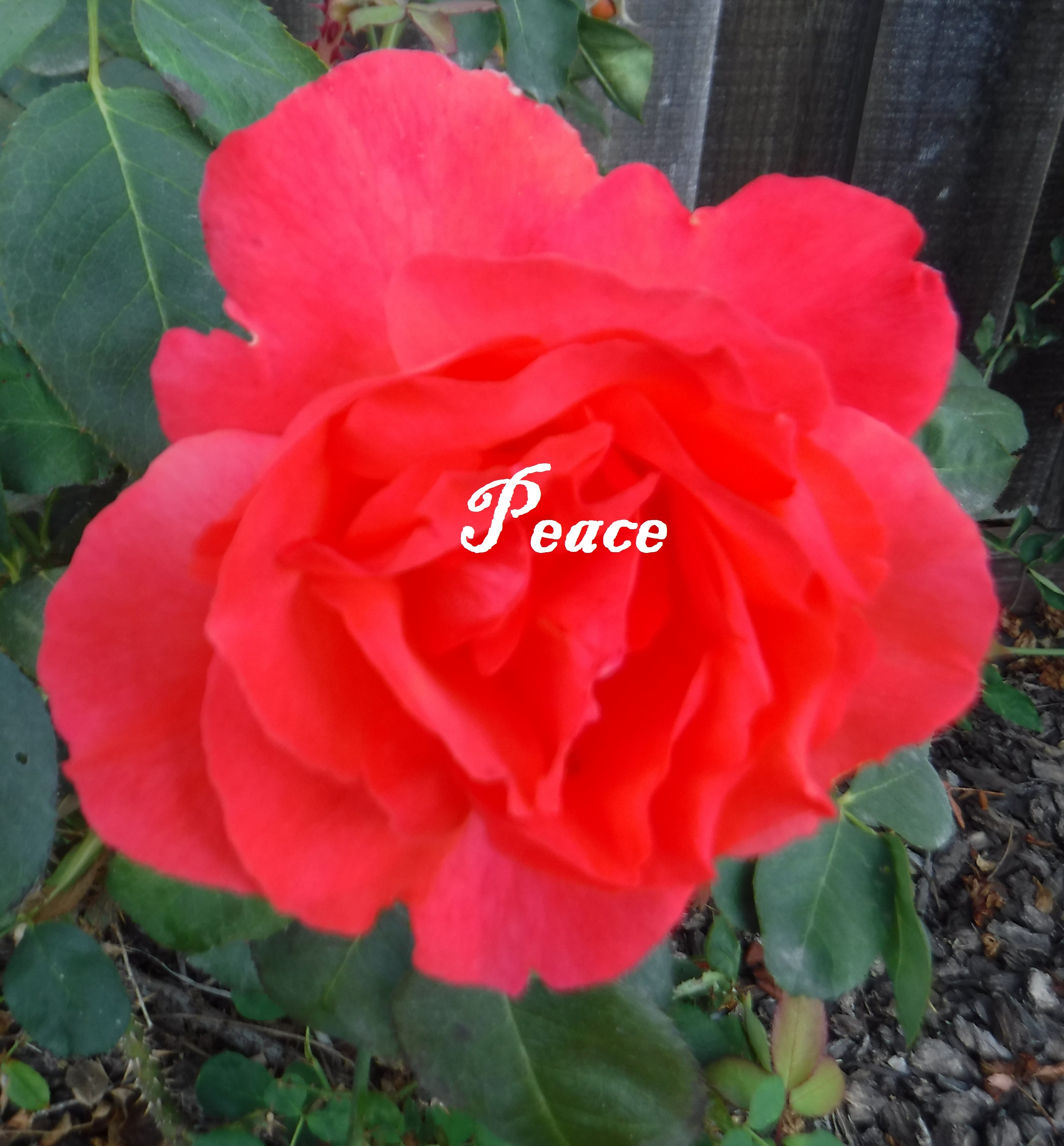 Photo taken by me with the word "Peace" added on Microsoft Paint Photo taken by me with the word "Peace" added on Microsoft Paint