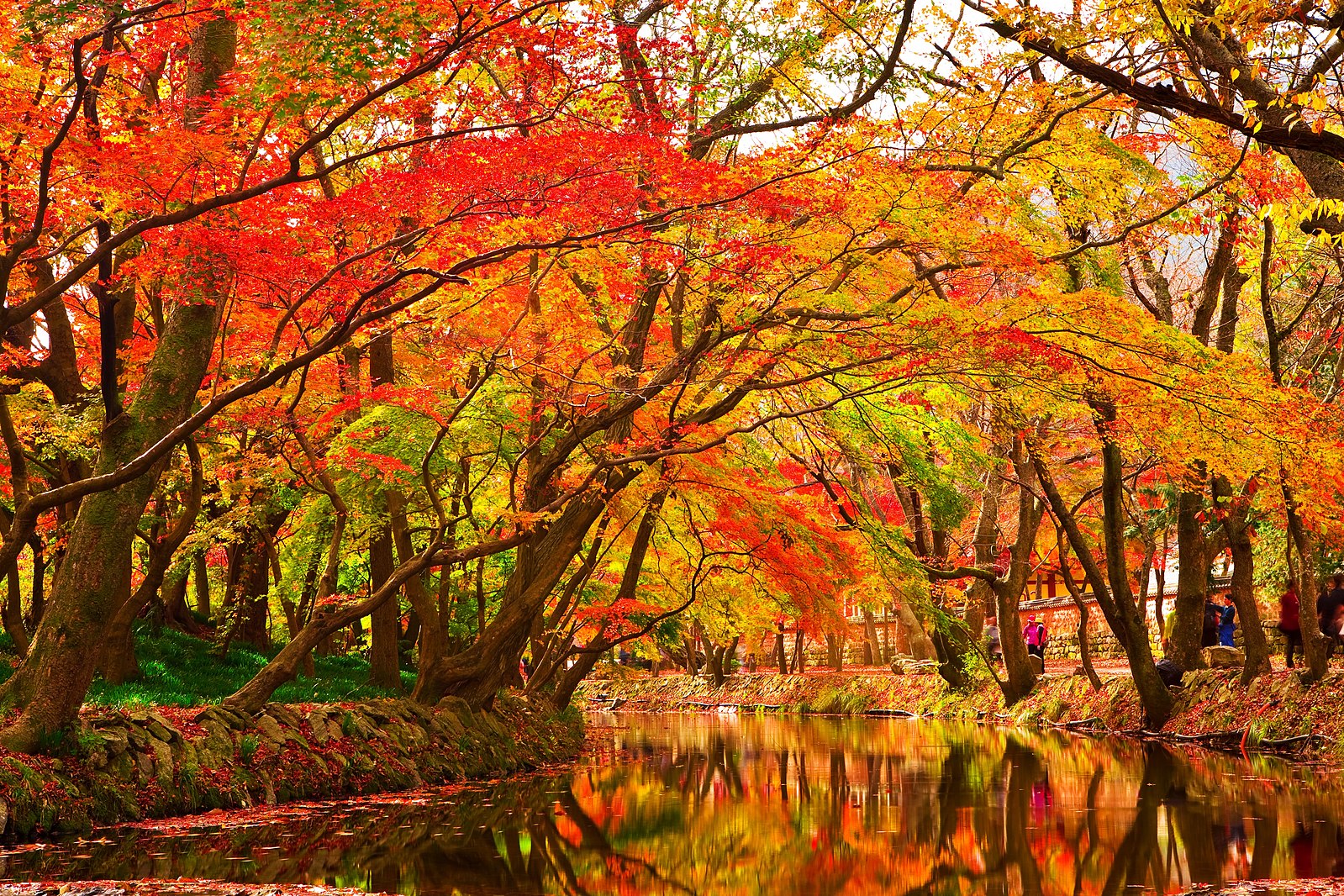 https://commons.wikimedia.org/wiki/File:Maple_Trees_by_Creek.jpg https://commons.wikimedia.org/wiki/File:Maple_Trees_by_Creek.jpg