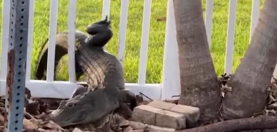 Female alligator sighting in Cocoa Beach Florida. Female alligator sighting in Cocoa Beach Florida.