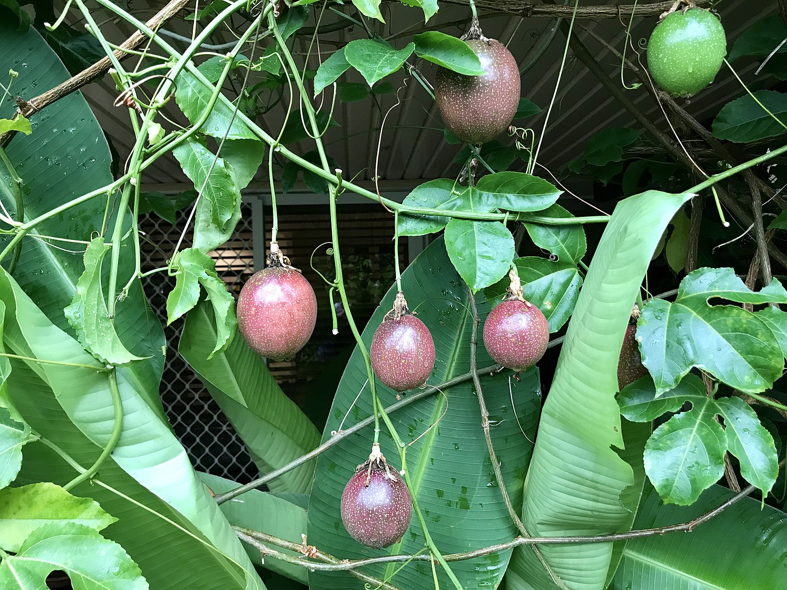 https://commons.wikimedia.org/wiki/File:Passion_fruit_on_the_vine.jpg