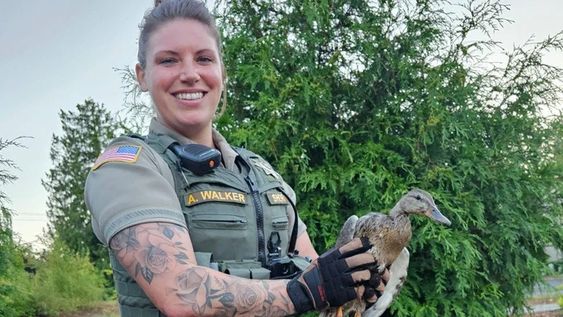 Clackamas County Sheriff's Office Deputy Walker with an injured duck she rescued. Clackamas County Sheriff's Office Deputy Walker with an injured duck she rescued.