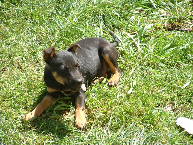 puppy - mangu, she is my little puppy.