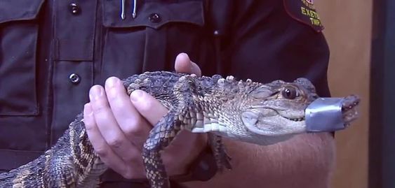 A small alligator in the hands of a police officer in Pennsylvania A small alligator in the hands of a police officer in Pennsylvania