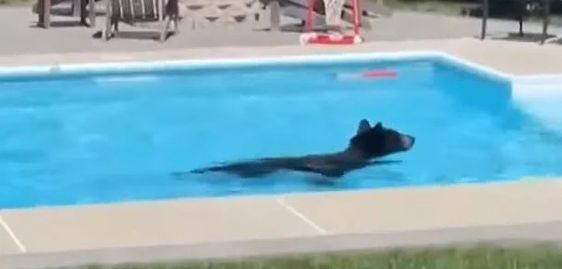 A bear swimming in a pool in Massachusetts.