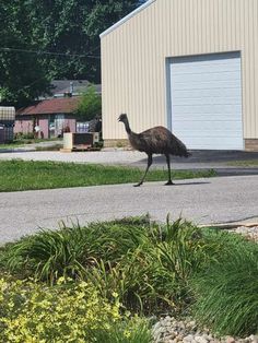 A loose emu sighting in Indiana.