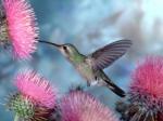 bird - bird