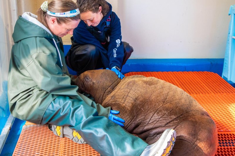 A walrus calf being taken care of at an animal shelter in Alaska. A walrus calf being taken care of at an animal shelter in Alaska.