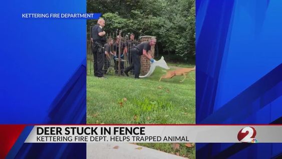 Kettering Fire Department rescuing a deer stuck on a fence in Ohio