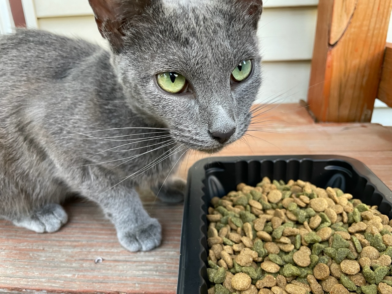 Stray cat having dinner.  Photo taken by and the property of FourWalls