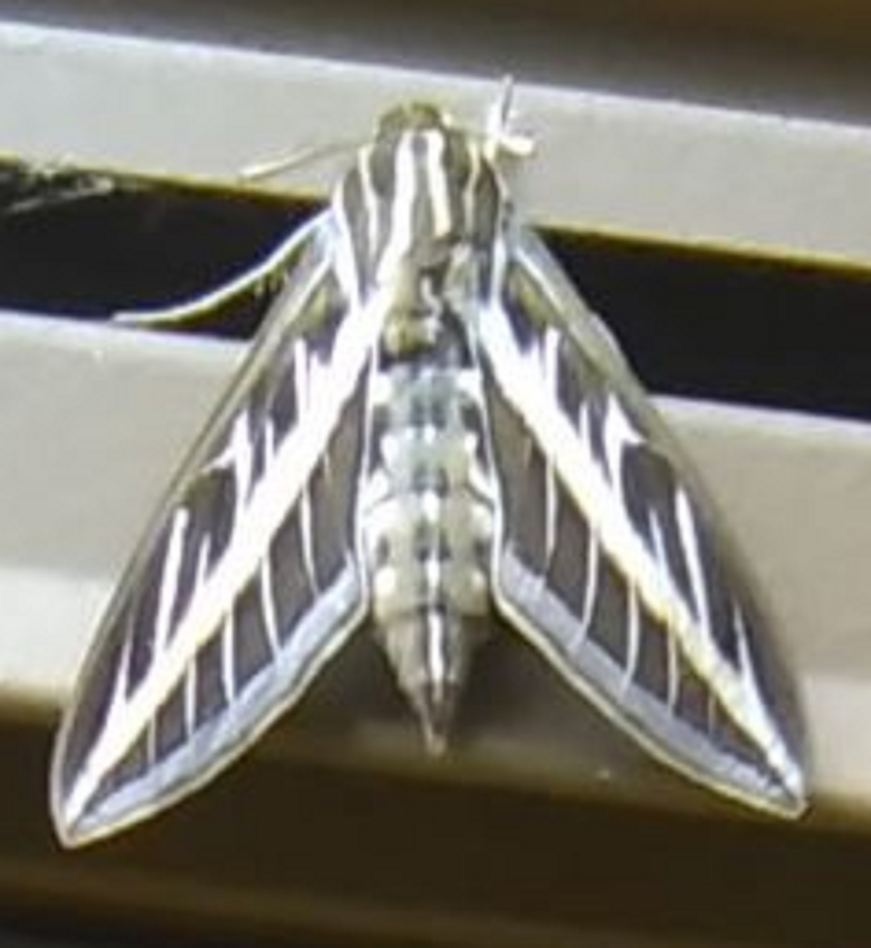 Photo I took of Hummingbird moth on the wall. Photo I took of Hummingbird moth on the wall.