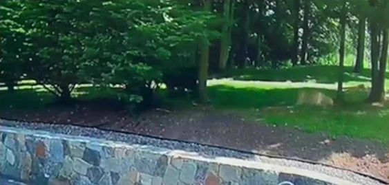 A dog chases a bear away from the home of a four year old boy in Connecticut