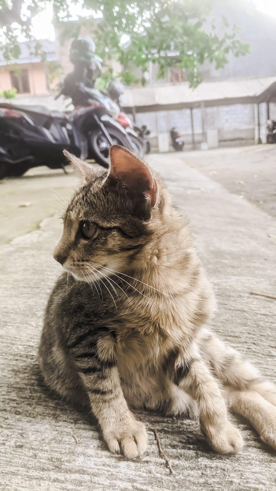 This is the cat on my campus. This is the cat on my campus.